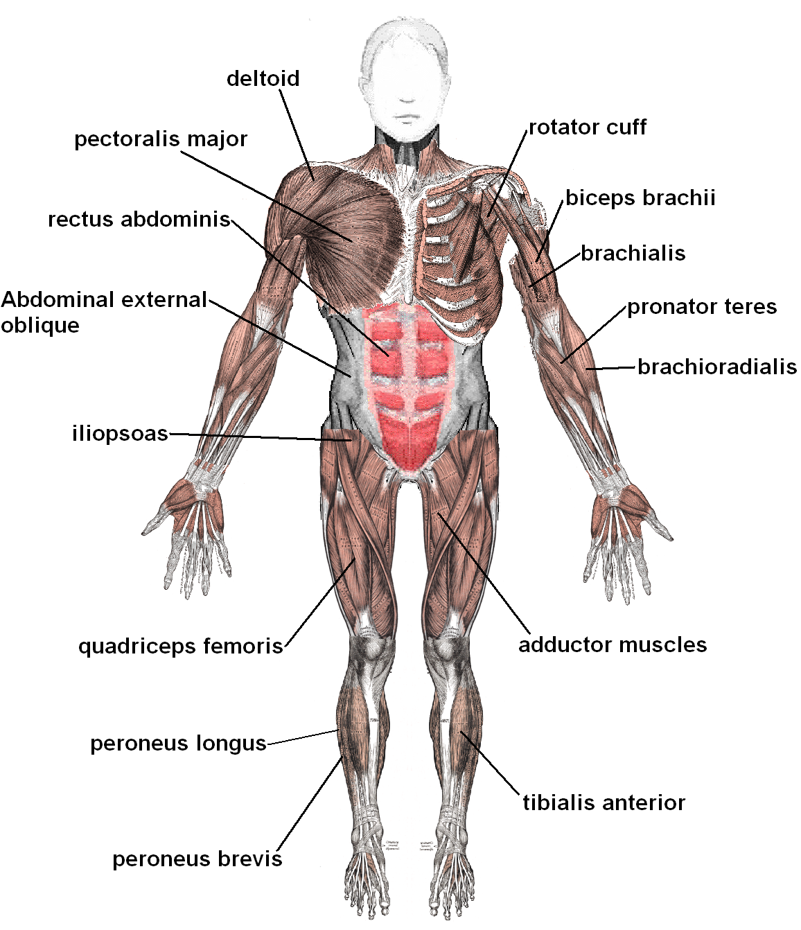 Abdominal external oblique muscle - Wikipedia