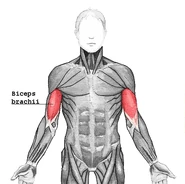 location of the biceps