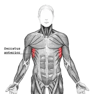 location of the Serratus anterior