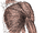 Pectoralis Major