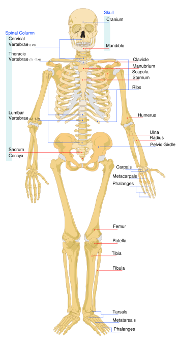 Human Skeleton System Pectoral Girdle (Shoulder Girdle) Anatomy