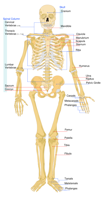 Shoulder girdle - Wikipedia