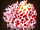 Coral.png