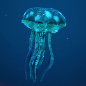 Jellyfish Image