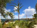 Sugar cane growing on a beach in Hingsend Haven.