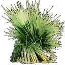 Wild Rice