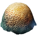 Brain Coral.png