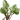 Wild Beet