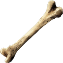 Bone