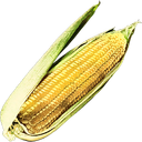 Maize.png