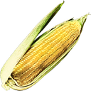 Maize