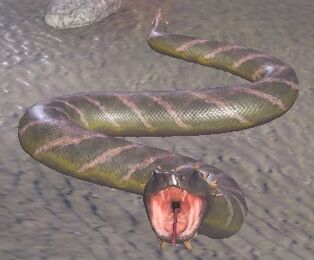 Rattlesnake With Background