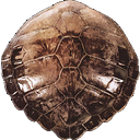 Carapace.png