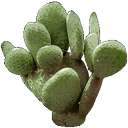 Wild Cactus.png