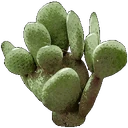 Wild Cactus