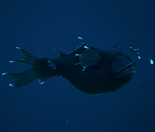 Anglerfish