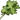 Basil