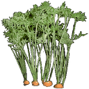 Wild Carrot.png