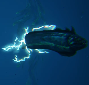 Eel