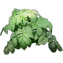 Wild Potato