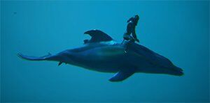 Dolphin Image.jpg