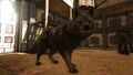 A tamed wolf