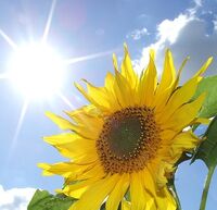 Flower2.jpg