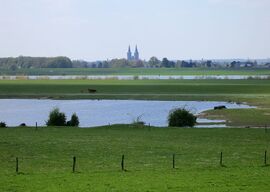 NSG Rheinaue Bislich-Vahnum, Wesel-Bislich, Rheinkilometer 824, 2013