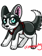 Huskeyhoundaremadedark1.png (79 KB) Black Husky Hounda