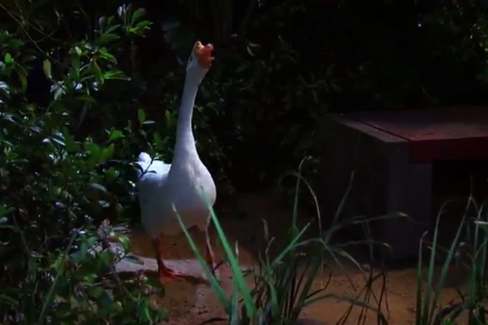 Pickles Wiki Austin y ally español Fandom