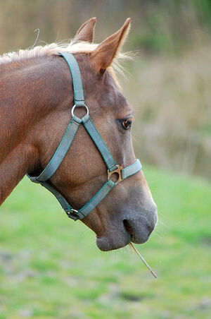 Horse.jpg