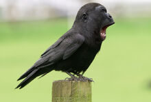 Yawn photochopz.jpg