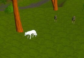 White wolf