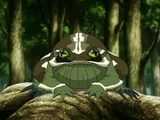 Dachsfrosch
