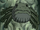 Crocodile frog.png