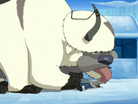 Appa licks Sokka