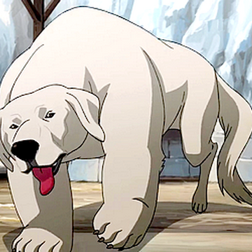 Polar Bear Dog Avatar Wiki Fandom