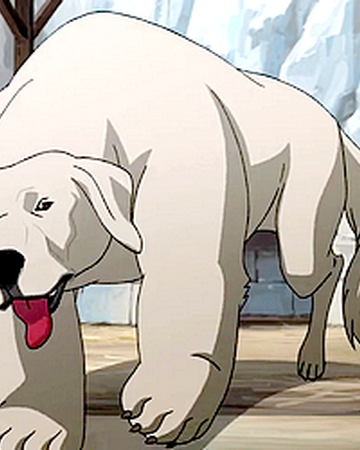 Polar Bear Dog Avatar Wiki Fandom