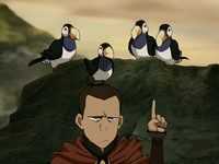 Sokka with toucan puffins