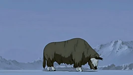 Yak