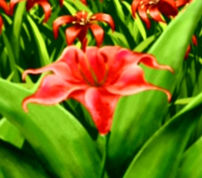 Vuur Lelie Avatar Wiki Fandom