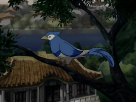 Urraca azul