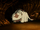 Appa in a cave.png