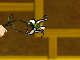 Panda lily