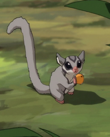 Sugar Glider Avatar Wiki Fandom Sugar gliders are very cute marsupials that make for great pets. sugar glider avatar wiki fandom