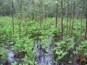 Southwestern Forest in Era of Kaiju.