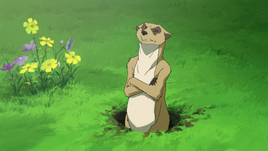 Meerkat prairie dog spirit