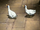 Turkey ducks.png