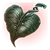 Heart Shaped Herb