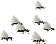Army of Ants